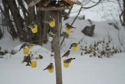 🔥Last Day 50% OFF🔥Ferris Wheel Bird Feeder-BUY 2 GET 10% OFF & FREE SHIPPING