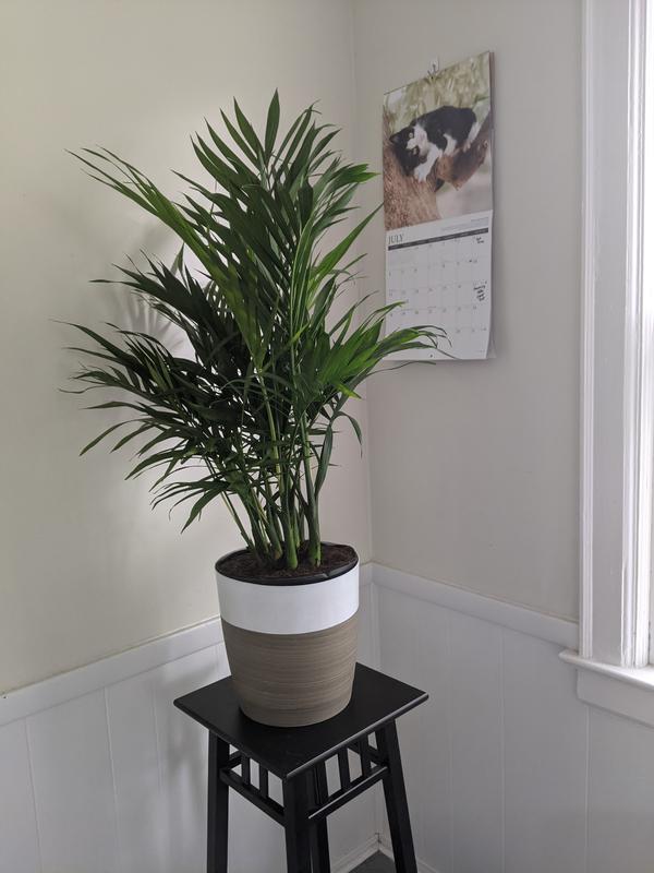 Cat Palm House Plant in 9.25-in Planter