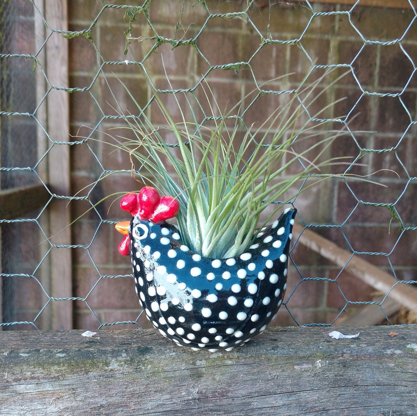❤️Mother's Day Sale 50% OFF❤️Free Range Black and White Chickens, Chicken Lover