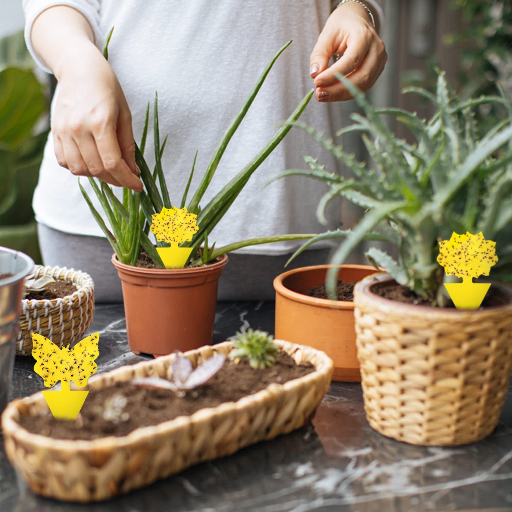 🔥Mother's Day Early Sale-[SAVE 50% OFF]--Double-sided Special-shaped Sticky Insect Trap--BUY 5 SETS GET 5 SETS FREE & FREE SHIPPING