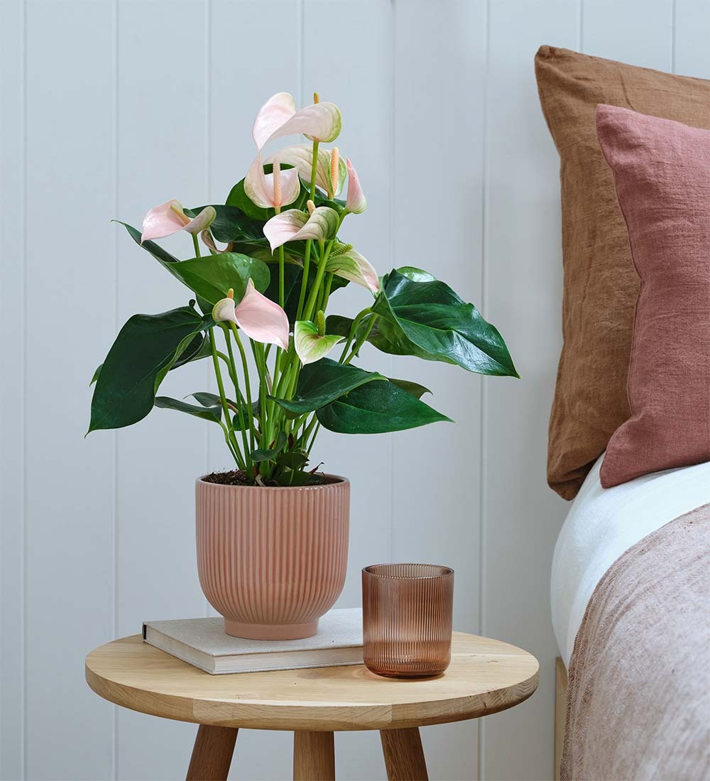 Peach Anthurium & Pot